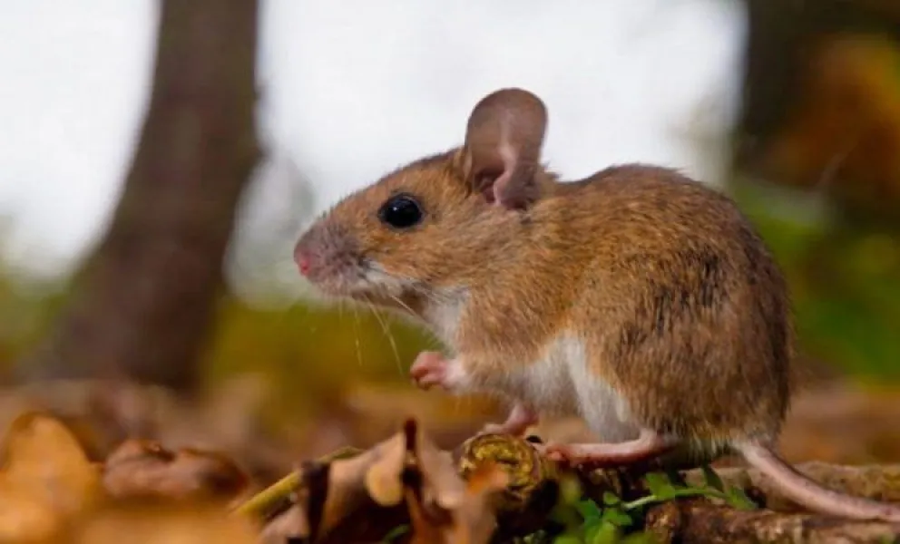 Entre Ríos es la provincia que más casos de hantavirus registra por habitante en el país